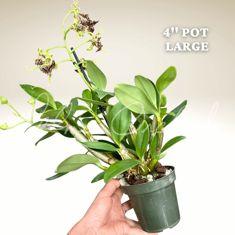 Dendrobium spectabile — Palmer Orchids